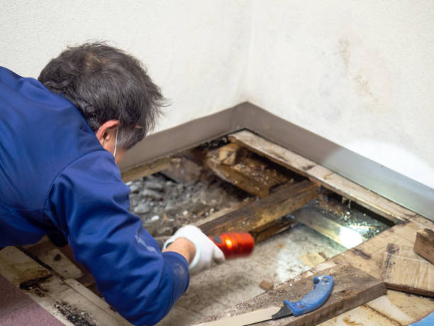 Reliable St Augustine Shores, FL Mold Removal Solutions