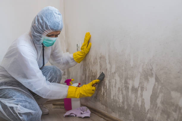 Best Crawl Space Mold Removal  in St Augustine Shores, FL