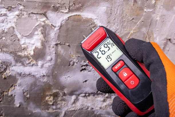 Office Mold Removal Services in St Augustine Shores, FL