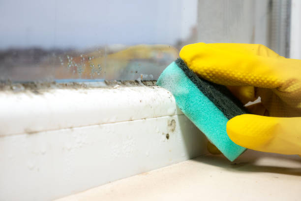 Best Certified Mold Removal  in St Augustine Shores, FL