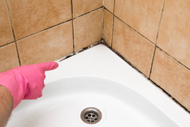 Best Mold Damage Repair  in St Augustine Shores, FL